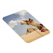 Camel met Pyramids Giza, Egypte Magneet (Rechterzijde)