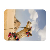 Camel met Pyramids Giza, Egypte Magneet (Horizontaal)