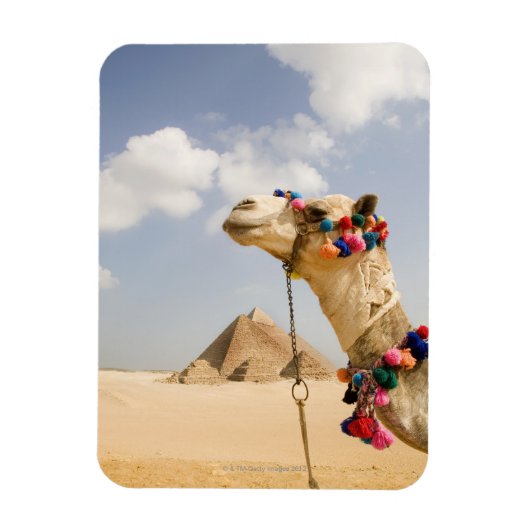 Camel met Pyramids Giza, Egypte Magneet (Verticaal)