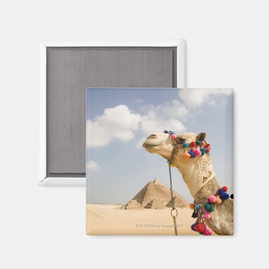 Camel met Pyramids Giza, Egypte Magneet (Voorkant / Achterkant)