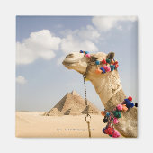 Camel met Pyramids Giza, Egypte Magneet (Voorkant)