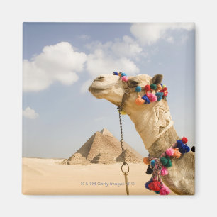 Camel met Pyramids Giza, Egypte Magneet