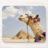 Camel met Pyramids Giza, Egypte Muismat (Voorkant)