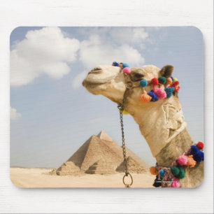 Camel met Pyramids Giza, Egypte Muismat