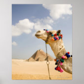 Camel met Pyramids Giza, Egypte Poster (Voorkant)