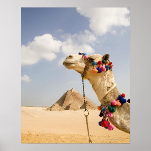 Camel met Pyramids Giza, Egypte Poster (Voorkant)