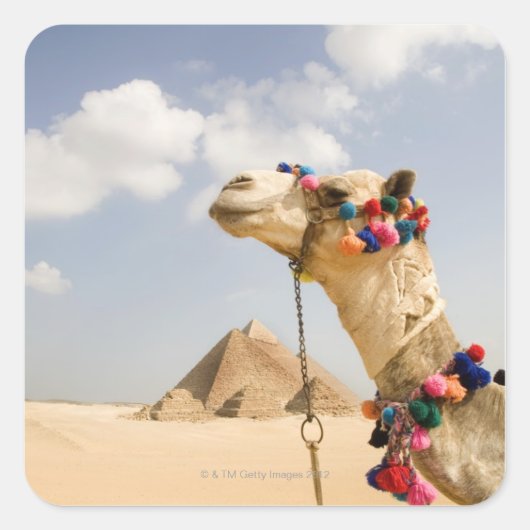 Camel met Pyramids Giza, Egypte Vierkante Sticker (Voorkant)
