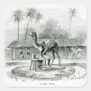 Camel Mill, van 'Travels in Africa' Vierkante Sticker