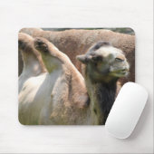 Camel Muismat (Met muis)