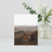 Camel op de berg Sinai Briefkaart (Staand voorkant)