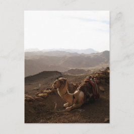 Camel op de berg Sinai Briefkaart