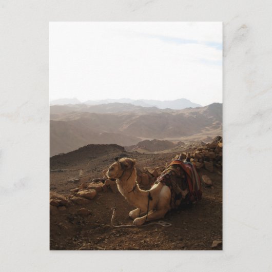Camel op de berg Sinai Briefkaart (Voorkant)