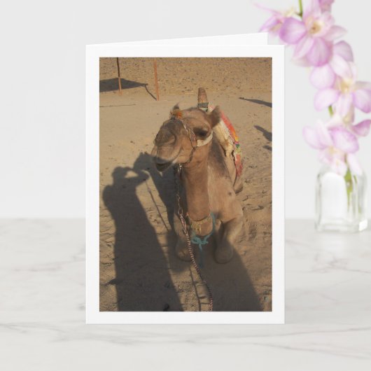 Camel op foto kaart (Orchidee)