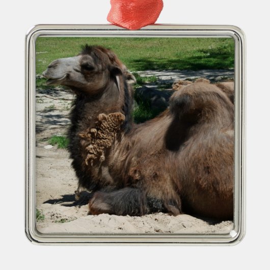Camel Ornament (Voorkant)