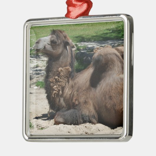 Camel Ornament (Links)