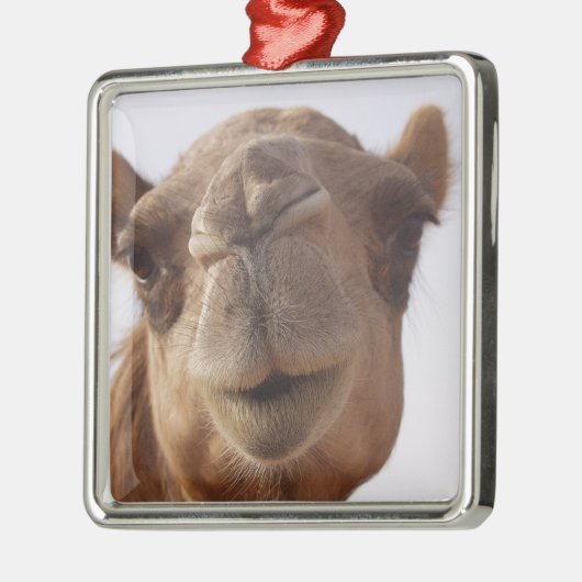 Camel Ornament (Links)