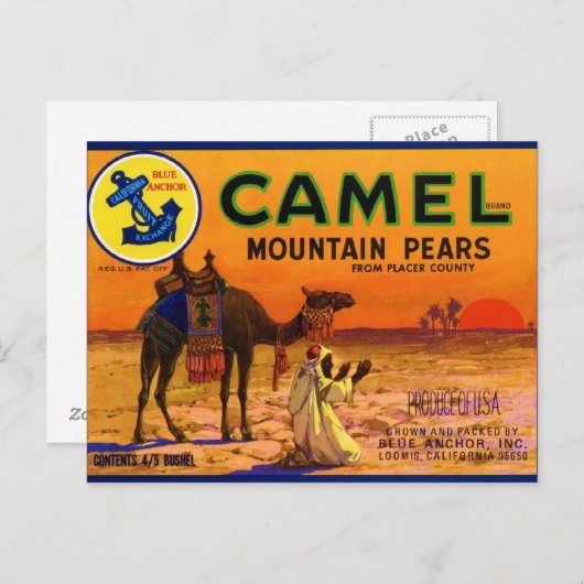 Camel Pears Briefkaart (Voorkant / Achterkant)