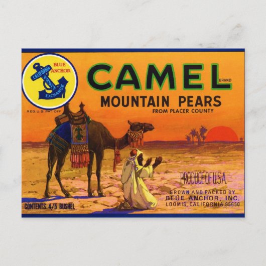Camel Pears Briefkaart (Voorkant)