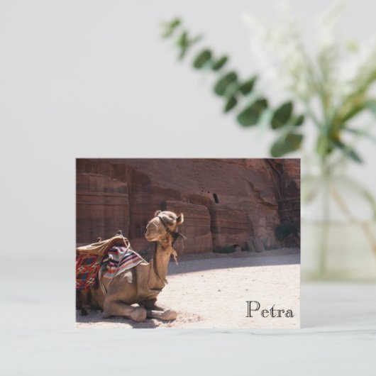 camel petra briefkaart (Staand voorkant)