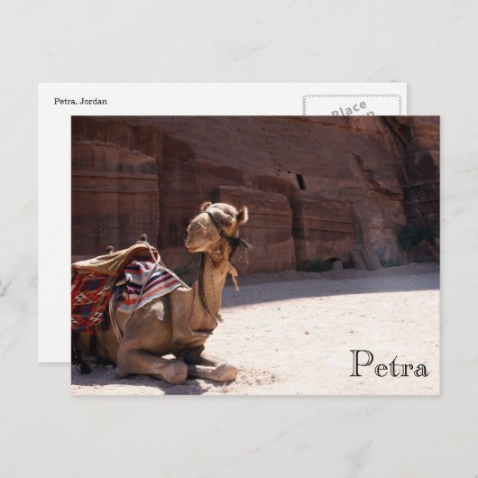 camel petra briefkaart (Voorkant / Achterkant)