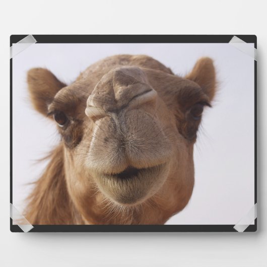 Camel Plaque Fotoplaat (Voorkant)