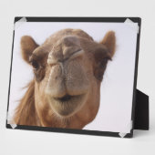 Camel Plaque Fotoplaat (Zijkant)