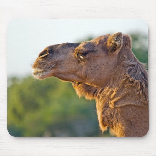 Camel Portrait Muismat (Voorkant)