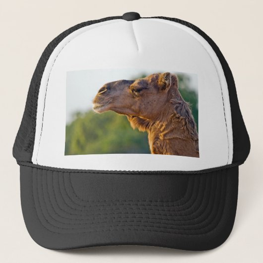Camel Portrait Trucker Pet (Voorkant)