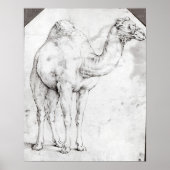 Camel Poster (Voorkant)