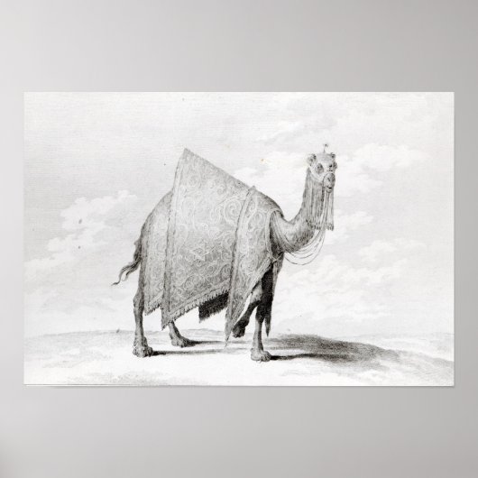 Camel Poster (Voorkant)
