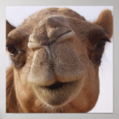 Camel Poster Print (Voorkant)