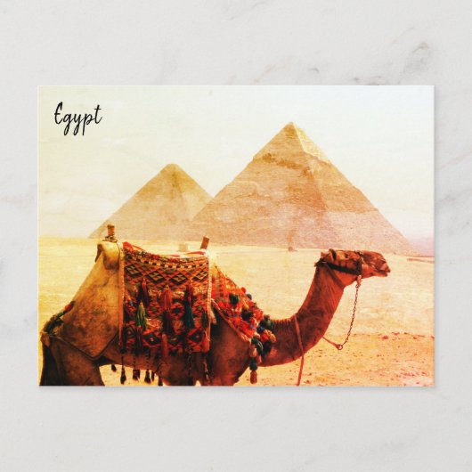 camel pyramids giza briefkaart (Voorkant)