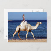 Camel Riding op het strand Briefkaart (Voorkant / Achterkant)