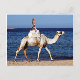 Camel Riding op het strand Briefkaart