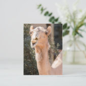 Camel staring tijdens het kauwen briefkaart (Staand voorkant)