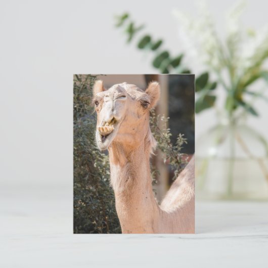 Camel staring tijdens het kauwen briefkaart (Staand voorkant)