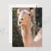 Camel staring tijdens het kauwen briefkaart (Voorkant / Achterkant)