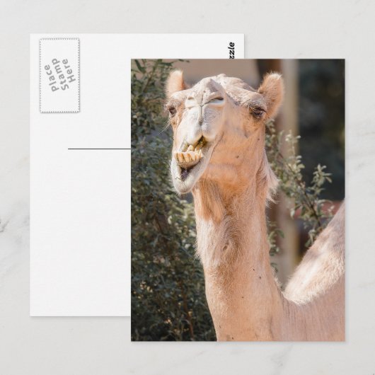 Camel staring tijdens het kauwen briefkaart (Voorkant / Achterkant)