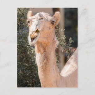 Camel staring tijdens het kauwen briefkaart