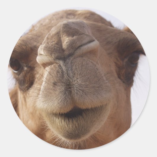 Camel Stickers (Voorkant)