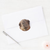 Camel Stickers (Envelop)
