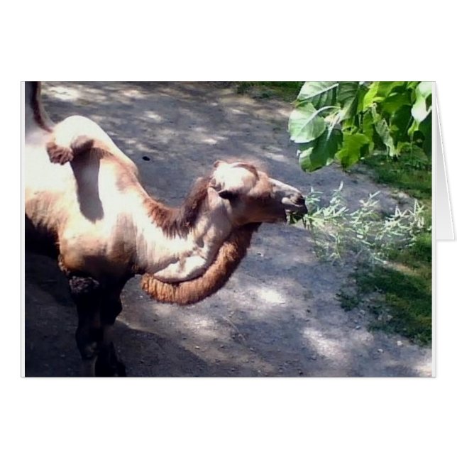Camel tijd! Dieren van dierentuinen (Voorkant Horizontaal)