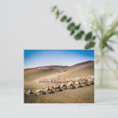 Camel Train op Lanzarote Briefkaart (Staand voorkant)