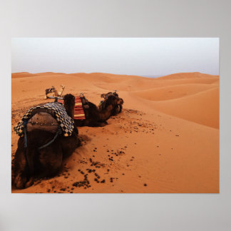 Camel van achteren poster