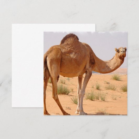 Camel voor Arabieren voor uitnodiging (Voorkant / Achterkant)