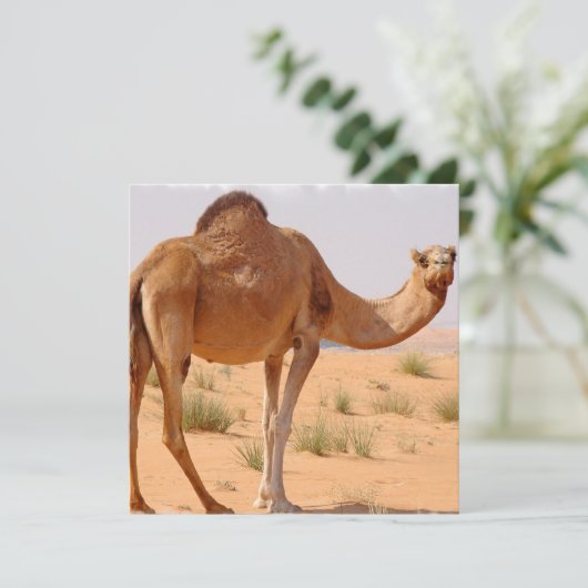 Camel voor Arabieren voor uitnodiging (Staand voorkant)