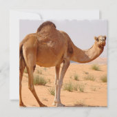 Camel voor Arabieren voor uitnodiging (Voorkant)