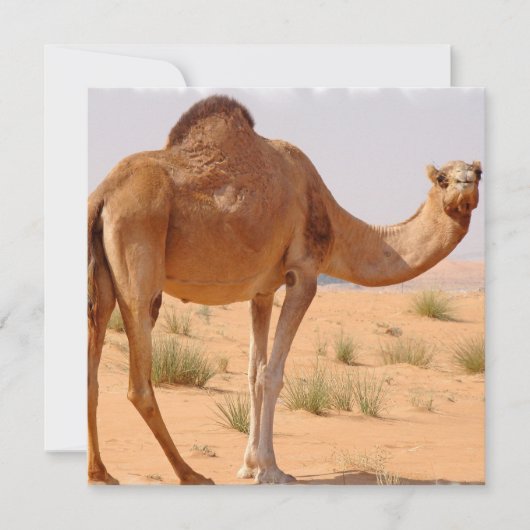 Camel voor Arabieren voor uitnodiging (Voorkant)