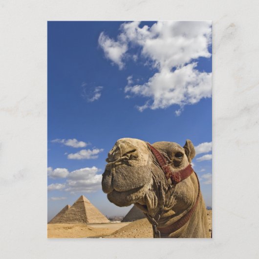 Camel voor de pyramiden van Giza, Egypte; Briefkaart (Voorkant)