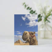 Camel voor de pyramiden van Giza, Egypte; Briefkaart (Staand voorkant)